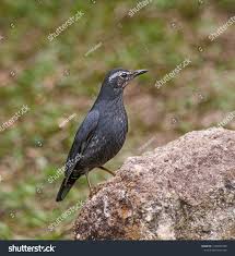 Image result for Zoothera sibirica