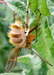 Attēlu rezultāti vaicājumam “Entomophthora”