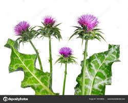 Image result for Silybum marianum