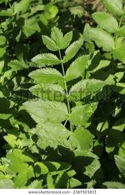 Attēlu rezultāti vaicājumam “Berula erecta”