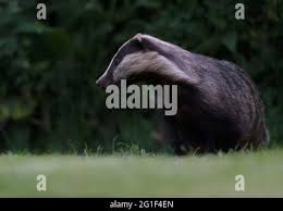 Attēlu rezultāti vaicājumam “Meles meles adult”