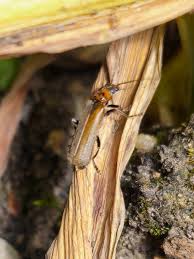 Attēlu rezultāti vaicājumam “Cantharis figurata”