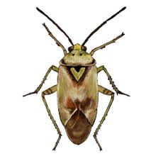 Attēlu rezultāti vaicājumam “Heteroptera”