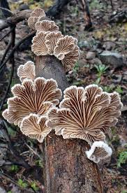 Attēlu rezultāti vaicājumam “Schizophyllum commune”