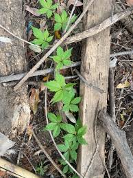 Attēlu rezultāti vaicājumam “Parthenocissus quinquefolia leaf”