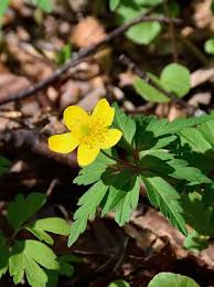 Image result for Buschwindröschen