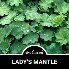 Attēlu rezultāti vaicājumam “Alchemilla vulgaris aggr. leaf”