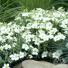 Attēlu rezultāti vaicājumam “Arenaria procera leaf”