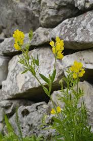 Attēlu rezultāti vaicājumam “Lathyrus pratensis flower”