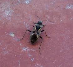 Image result for Rhyparochromus