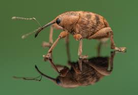 Attēlu rezultāti vaicājumam “Curculio nucum”