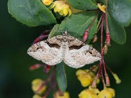 Attēlu rezultāti vaicājumam “Pareulype berberata”