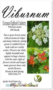 Attēlu rezultāti vaicājumam “Viburnum opulus bud”