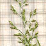 Attēlu rezultāti vaicājumam “Poa nemoralis fruit”