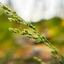 Attēlu rezultāti vaicājumam “Glyceria striata fruit”