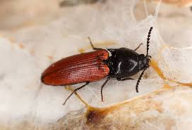 Attēlu rezultāti vaicājumam “Ampedus pomorum”