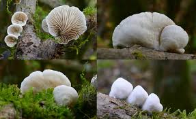 Attēlu rezultāti vaicājumam “Crepidotus versutus”