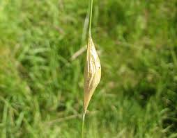 Attēlu rezultāti vaicājumam “Zygaena cocoon”