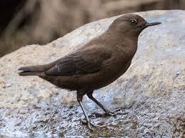 Attēlu rezultāti vaicājumam “Cinclus cinclus adult”