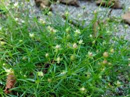 Attēlu rezultāti vaicājumam “Sagina procumbens flower”
