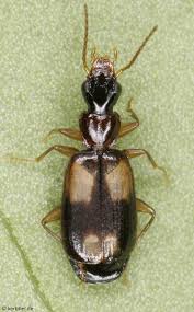 Attēlu rezultāti vaicājumam “Dromius quadrimaculatus”