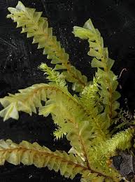 Attēlu rezultāti vaicājumam “Plagiochila”