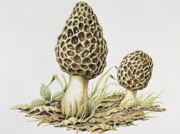 Attēlu rezultāti vaicājumam “Morchella esculenta”