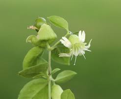 Attēlu rezultāti vaicājumam “Silene baccifera fruit”