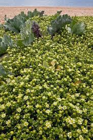 Attēlu rezultāti vaicājumam “Honckenya peploides flower”