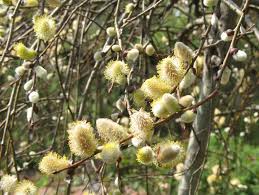 Attēlu rezultāti vaicājumam “Salix caprea fruit”