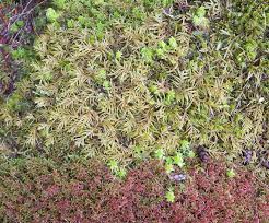 Attēlu rezultāti vaicājumam “Pleurozium schreberi sporophyte”