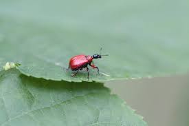 Attēlu rezultāti vaicājumam “Apoderus coryli”