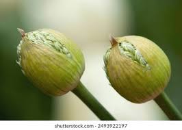 Attēlu rezultāti vaicājumam “Allium cepa bud”