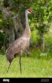 Image result for Grus canadensis