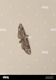 Attēlu rezultāti vaicājumam “Eupithecia linariata”