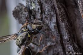 Attēlu rezultāti vaicājumam “Symmorphus sp.”