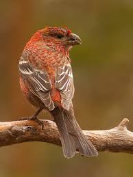 Attēlu rezultāti vaicājumam “Pinicola enucleator adult”