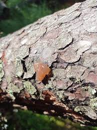 Attēlu rezultāti vaicājumam “Exidia saccharina”