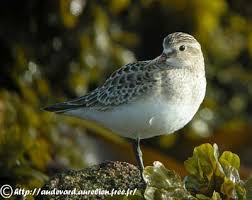 Image result for Calidris bairdii