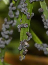 Attēlu rezultāti vaicājumam “Physarum bitectum”