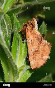 Attēlu rezultāti vaicājumam “Ptilodon capucina”