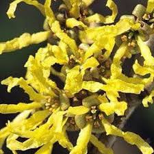 Attēlu rezultāti vaicājumam “Hamamelis japonica”