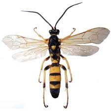 Attēlu rezultāti vaicājumam “Ichneumonidae”