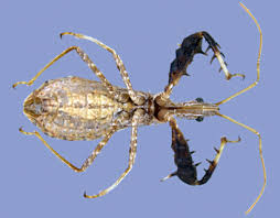 Attēlu rezultāti vaicājumam “Heteroptera”