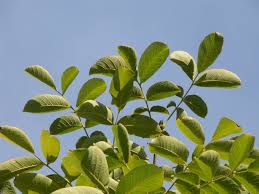 Attēlu rezultāti vaicājumam “Juglans regia”