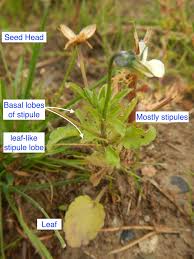 Attēlu rezultāti vaicājumam “Viola arvensis bud”