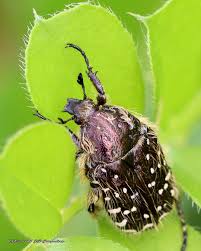 Attēlu rezultāti vaicājumam “Oxythyrea funesta imago”