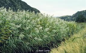 Attēlu rezultāti vaicājumam “Phragmites communis fruit”
