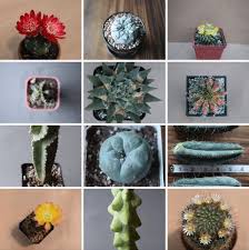 Image result for Cactaceae