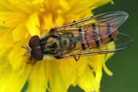 Attēlu rezultāti vaicājumam “Episyrphus balteatus”